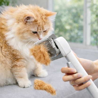 Cats and dogs with hairpins